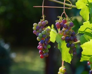 grapes-1659118_640
